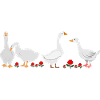 Fun group of geese