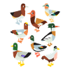 Canards d’Europe