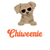 Chiweenie Dog