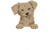 Chiweenie Dog