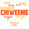 Chiweenie Chien