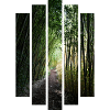 Bamboo Forest