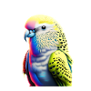 Budgie Bird Bird Owner Cockatiel