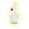 Cockatoo, birdwatcher, biologist, ornithologist