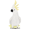 Cockatoo, birdwatcher, biologist, ornithologist