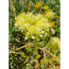 pale stonecrop (in german Nizza-Mauerpfeffer)