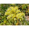 pale stonecrop (in german Nizza-Mauerpfeffer)