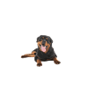 Cadeaux Rottweiler