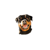 Rottweiler Gifts