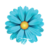 Belle comme une fleur
