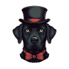 Labrador hat posh