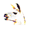 Lama Head