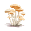 Collecte de champignons