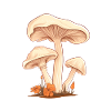 Collecte de champignons
