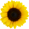 Yellow Sunflower gelbe Sonnenblume