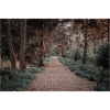 Promenade dans les bois