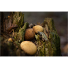 Magic-Mushrooms