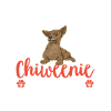 Chiweenie Dog