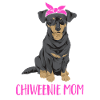 Chiweenie Dog
