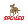 Chiweenie Dog