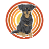 Chiweenie Dog