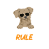 Chiweenie Dog