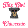 Chiweenie Dog