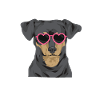 Chiweenie Dog