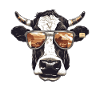 Cow with sunglasses