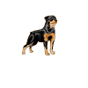 Cadeaux Rottweiler