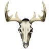 Deer Skull - Drawn Bones