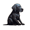 Labrador puppy