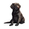 Chiot Labrador