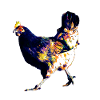 Huhn bunt Henne