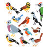 European birds