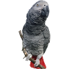 Perroquet gris