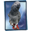 The grey parrot