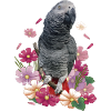 The grey parrot