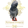 The grey parrot