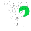 LILY OF THE VALLEY