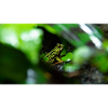 Chinese fire-bellied toad