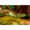Tree skink
