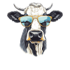 Kuh mit Sonnenbrille