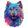 Samoyed Sled Dog Samoyeds