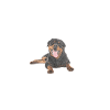Cadeaux Rottweiler