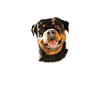 Rottweiler Gifts