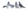 Pigeon Gurr Gurr
