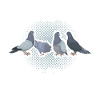 Pigeon fanciers gift