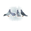 Pigeon pigeon fanciers