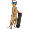 Suricate Skater Skateboard Sport